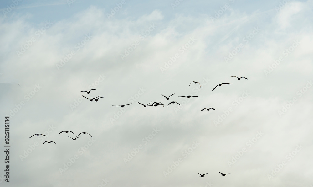 Flock of geese flying in formation in winter in a natural park Flock of geese flying in formation in winter in a natural park