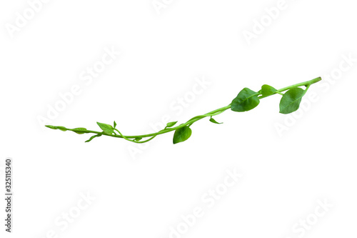 Twisted jungle vines liana plant with heart shaped green leaves isolated on white background, clipping path included. Floral Desaign. HD Image and Large Resolution. can be used as wallpaper