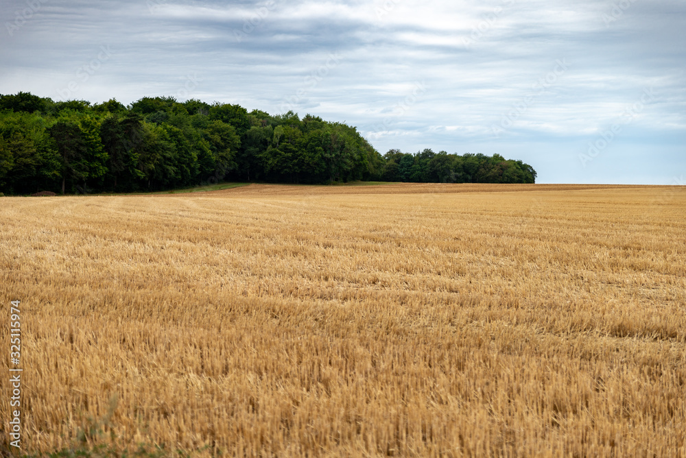 Vue d'un champ de blé fraichement coupé avec les rainures apparentes laissés par le tracteur
