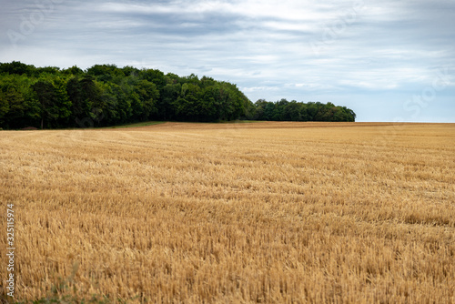 Vue d un champ de bl   fraichement coup   avec les rainures apparentes laiss  s par le tracteur