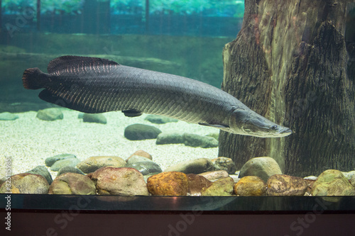Fish under water in an aquarium. Arapaima fish - Pirarucu Arapaima gigas one largest freshwater fish  photo