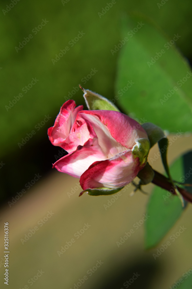 Pink and White Rose Bud with Water Drops on the Petals - Beautiful Garden - Macro Shot Pink and White Rose Bud with Water Drops on the Petals - Beautiful Garden - Macro Shot