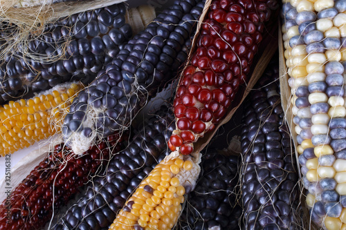 Colorful corn background