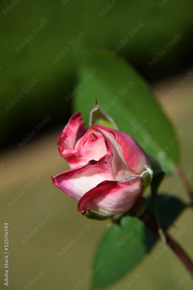 Pink and White Rose Bud with Water Drops on the Petals - Beautiful Garden - Macro Shot Pink and White Rose Bud with Water Drops on the Petals - Beautiful Garden - Macro Shot