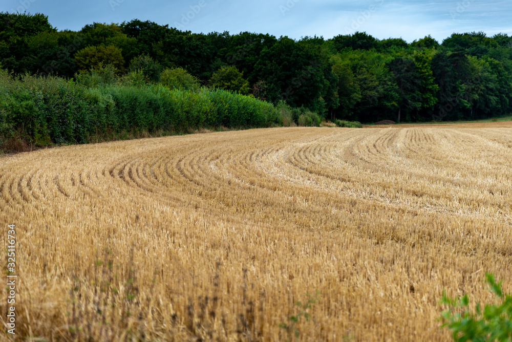 Vue d'un champ de blé fraichement coupé au bord de la forêt avec les raynures dessinées sur le sol