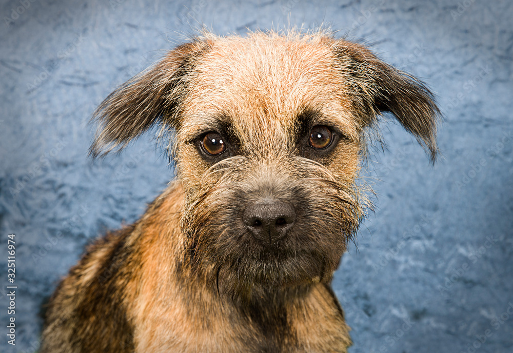 Cute and funny dog photo portrait Cute and funny dog photo portrait