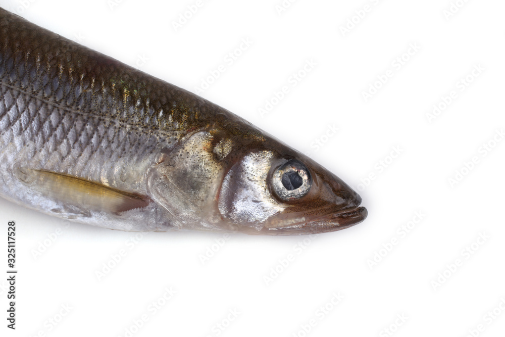 Smelt fish isolated on white. (Big Pacific smelt - Osmerus mordax) Smelt fish isolated on white. (Big Pacific smelt - Osmerus mordax)
