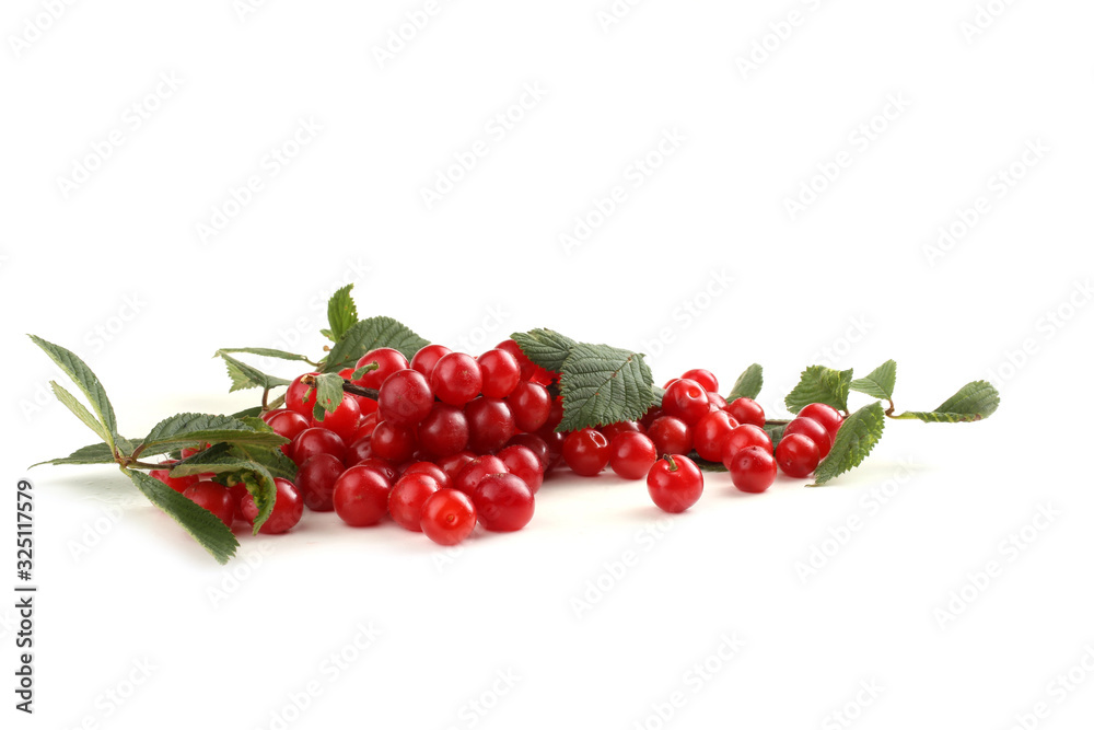 Nanking cherry and branch Nanking cherry and branch