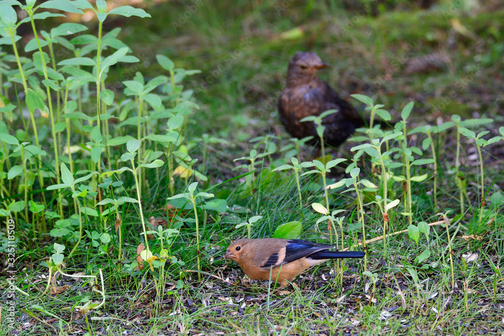 Obraz premium Junger Gimpel im Garten