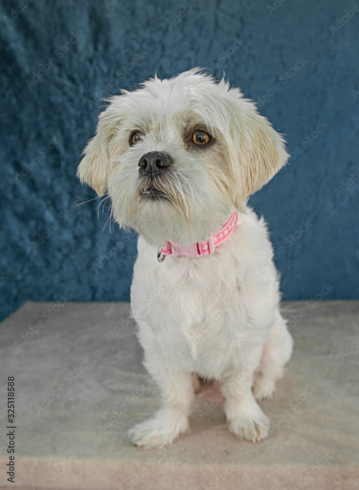 Cute and funny dog photo portrait Cute and funny dog photo portrait