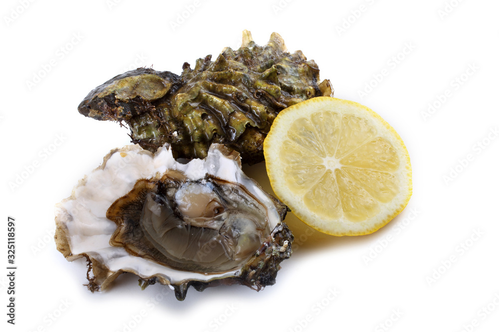 Oysters isolated on white Oysters isolated on white