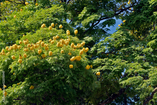 Closeup of flowers of sibipirura tree photo