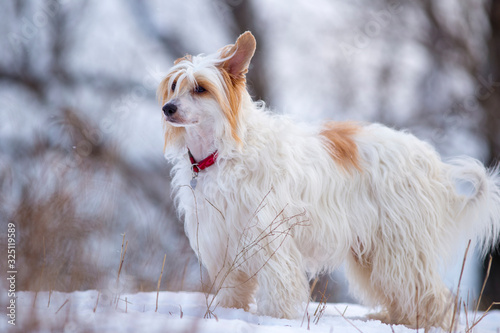 Chinese crested dog in winter looks into the distance © Татьяна Севостьянова