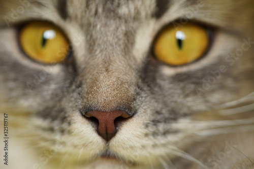 Yellow eyes of a grey fluffy cat on a yellow background close-up,macro photo.