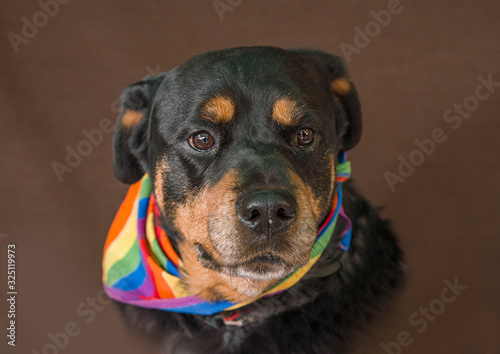 Cute and funny dog photo portrait