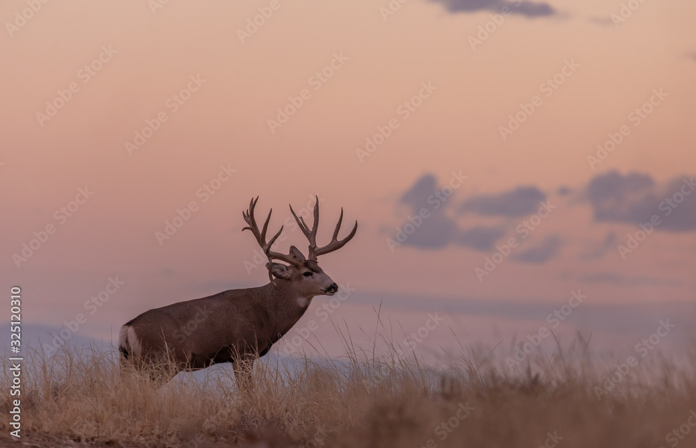 Fototapeta premium Buck Mule Deer in Autumn in Colorado at Sunrise
