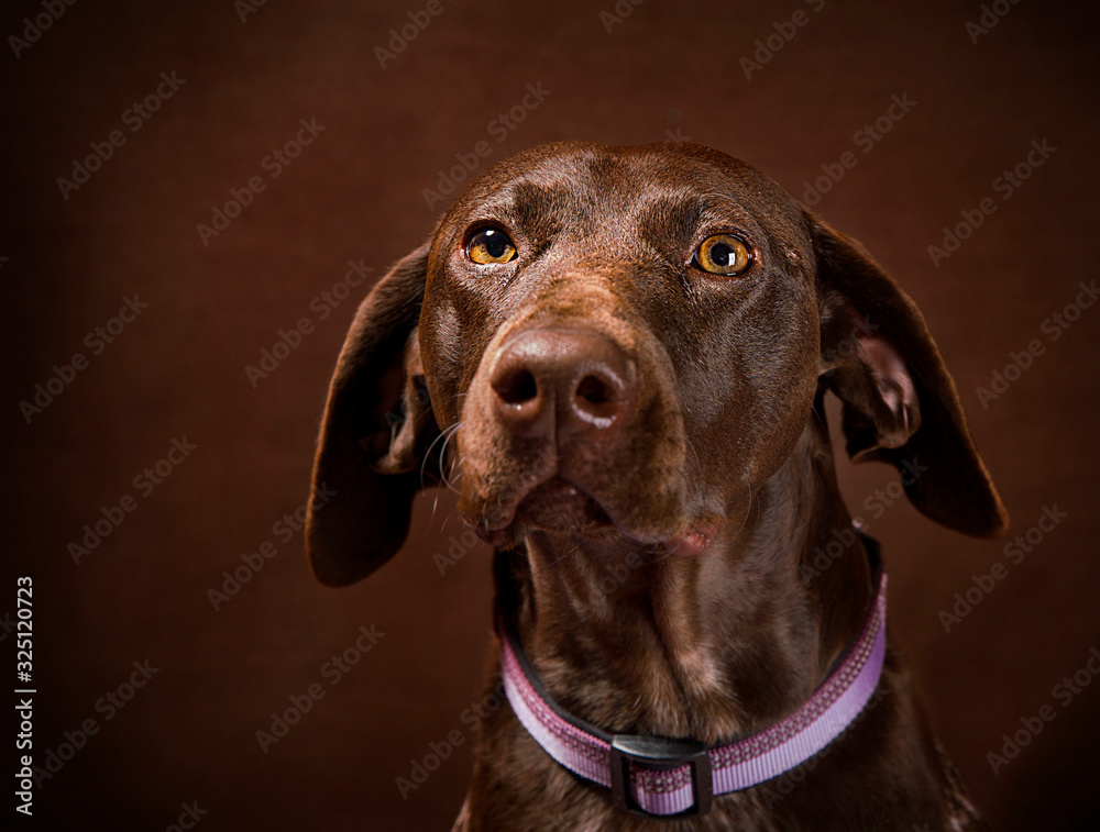 Cute and funny dog photo portrait Cute and funny dog photo portrait