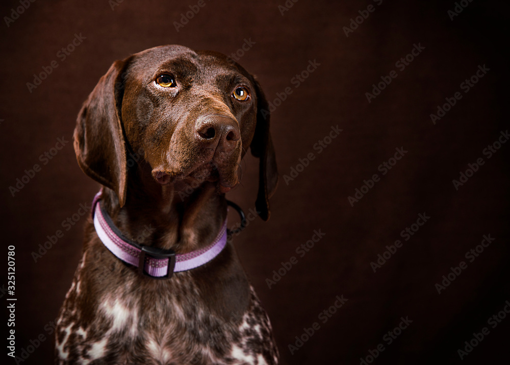 Cute and funny dog photo portrait