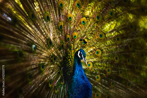 peacock with feathers out