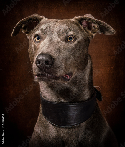 Cute and funny dog photo portrait