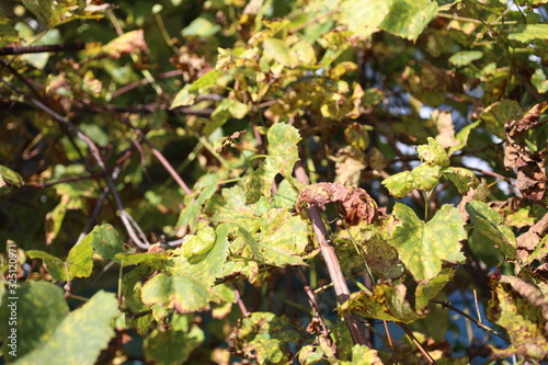 Autumn grape plant