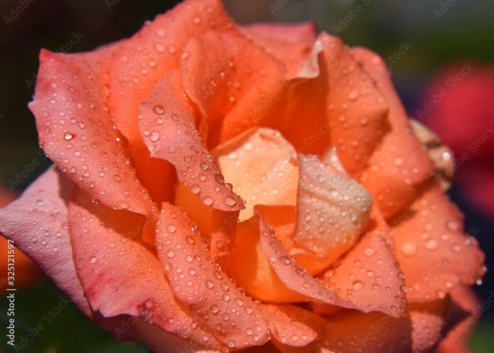 Orange Rose Blossom with Water Drops on the Petals - Beautiful Garden Orange Rose Blossom with Water Drops on the Petals - Beautiful Garden