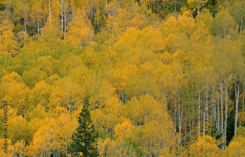 Autumn landscape of aspens and conifers, Castle Creek Road, White River National Forest, Elk Mountains, Aspen, Colorado, USA