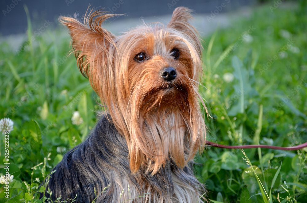 yokshire terrier beautiful dog in the garden yokshire terrier beautiful dog in the garden