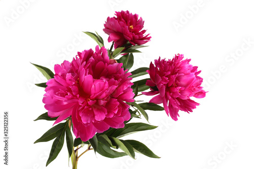 Fototapeta Naklejka Na Ścianę i Meble -  Three peonies. Bouquet isolated on white