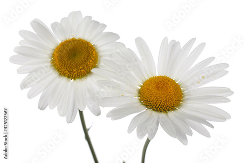 Two growing white chamomiles isolated on white