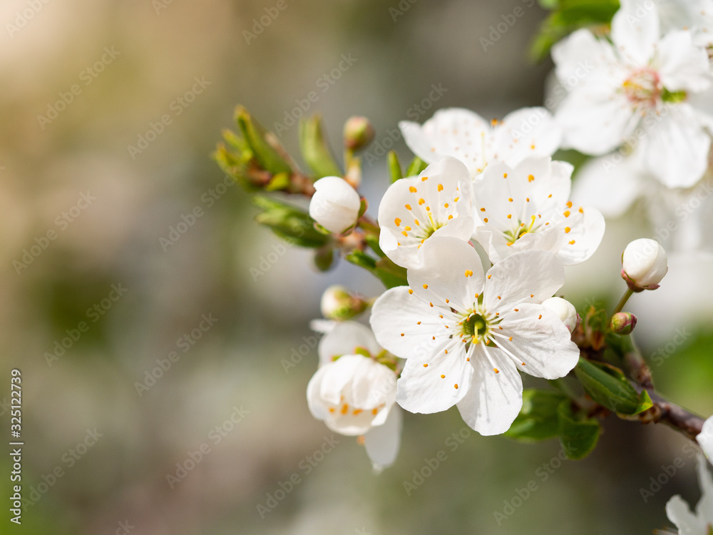 Obraz premium Blooming prunus tree in spring background