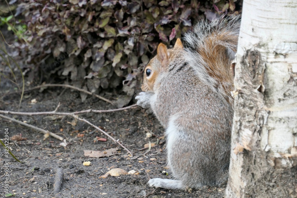 Squirrel’s story in St. James's Park, London, UK Squirrel’s story in St. James's Park, London, UK