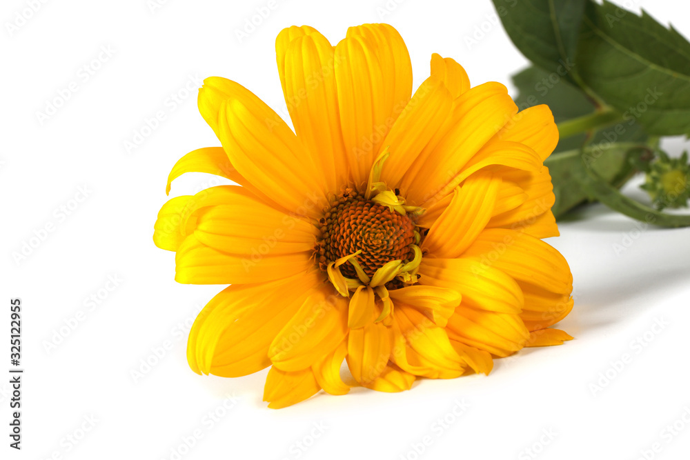 Heliopsis isolated on white background Heliopsis isolated on white background