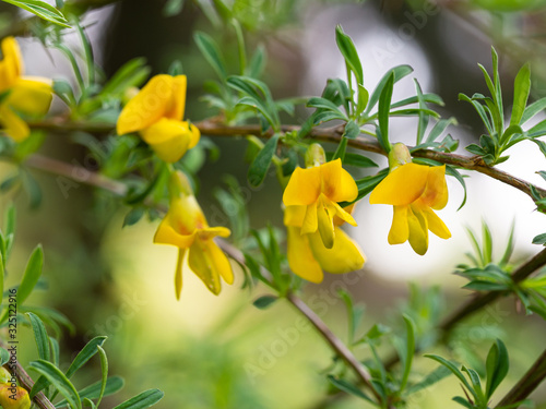 Cytisus (Chamaecytisus) plant blooming with yellow flowers