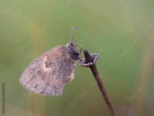 Small heath (Coenonympha pamphilus) butterfly in early summer day with water drops