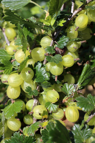 Growing green gooseberries on bush