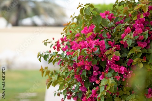 bright flowers in the arabic garden