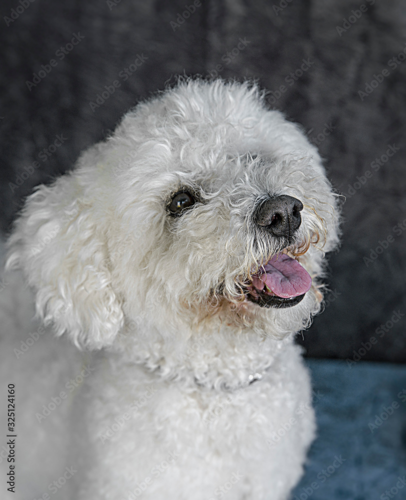 Cute and funny dog photo portrait Cute and funny dog photo portrait
