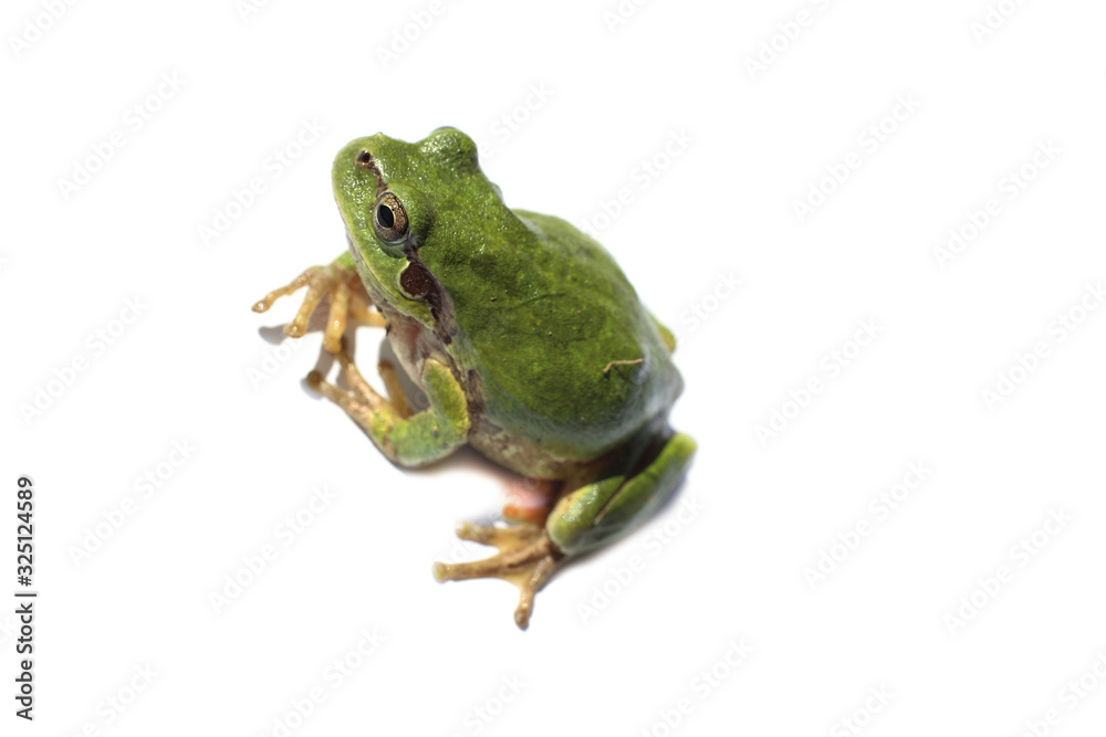Green frog isolated on white (Hyla japonica, Japanese tree frog) Green frog isolated on white (Hyla japonica, Japanese tree frog)