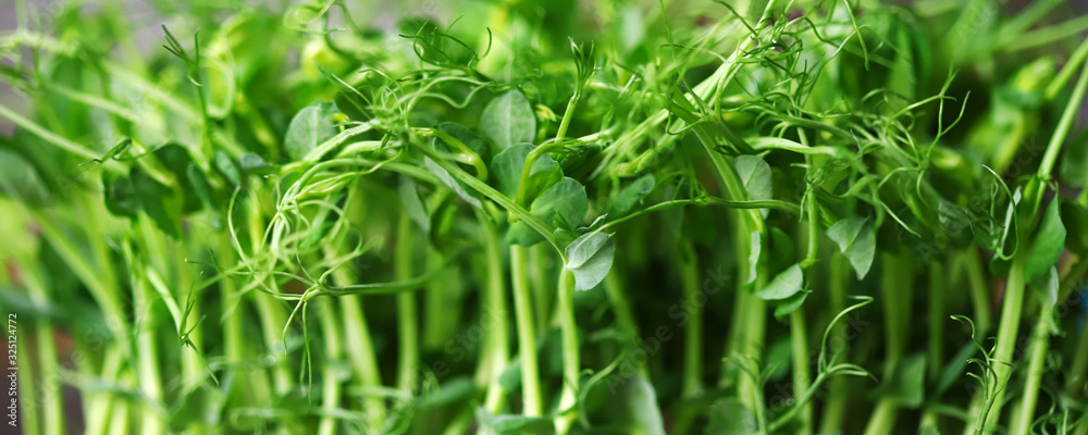 Selective focus. Pea microgreen. Fresh juicy sprouts of peas. Trace elements. Superfoods. Selective focus. Pea microgreen. Fresh juicy sprouts of peas. Trace elements. Superfoods.