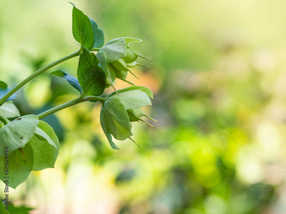 Helleborus flower blooming in spring garden Helleborus flower blooming in spring garden