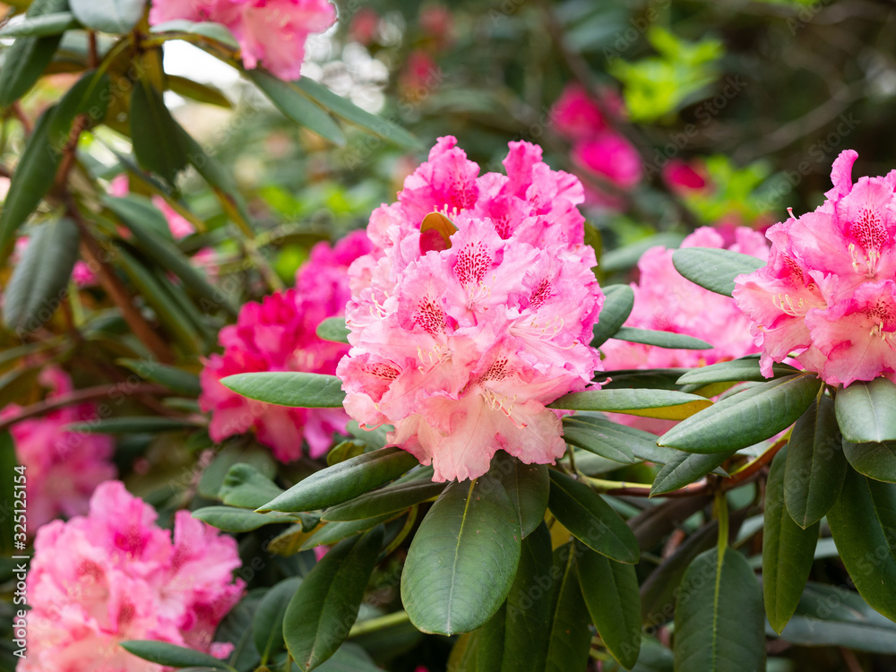 Blooming flowers of Rhododendron bush, azalea in spring Blooming flowers of Rhododendron bush, azalea in spring