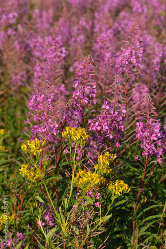 Schmalbl  ttriges Weidenr  schen  Epilobium angustifolium 