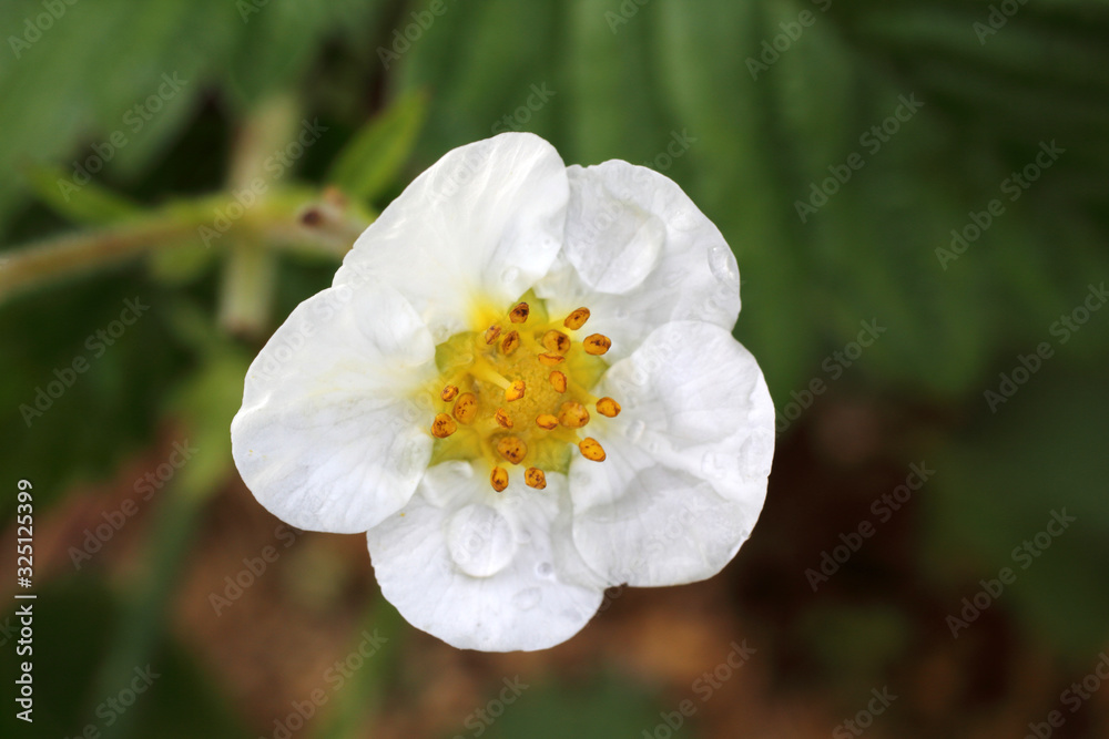 Strawberry blossom. Flowers and buds Strawberry blossom. Flowers and buds