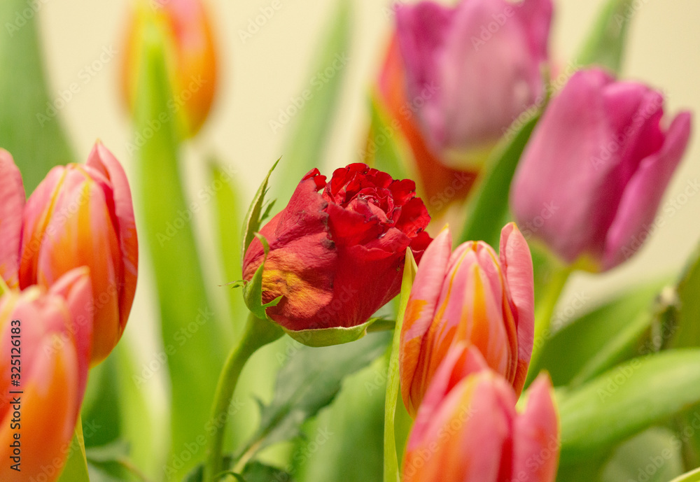 Fototapeta premium Red rose surrounded by tulips
