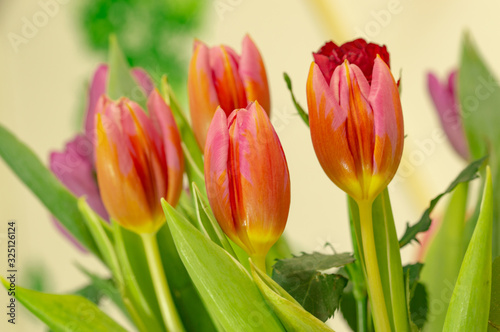 Fototapeta Naklejka Na Ścianę i Meble -  Red tulips
