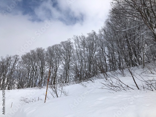 winter landscape with trees and snow