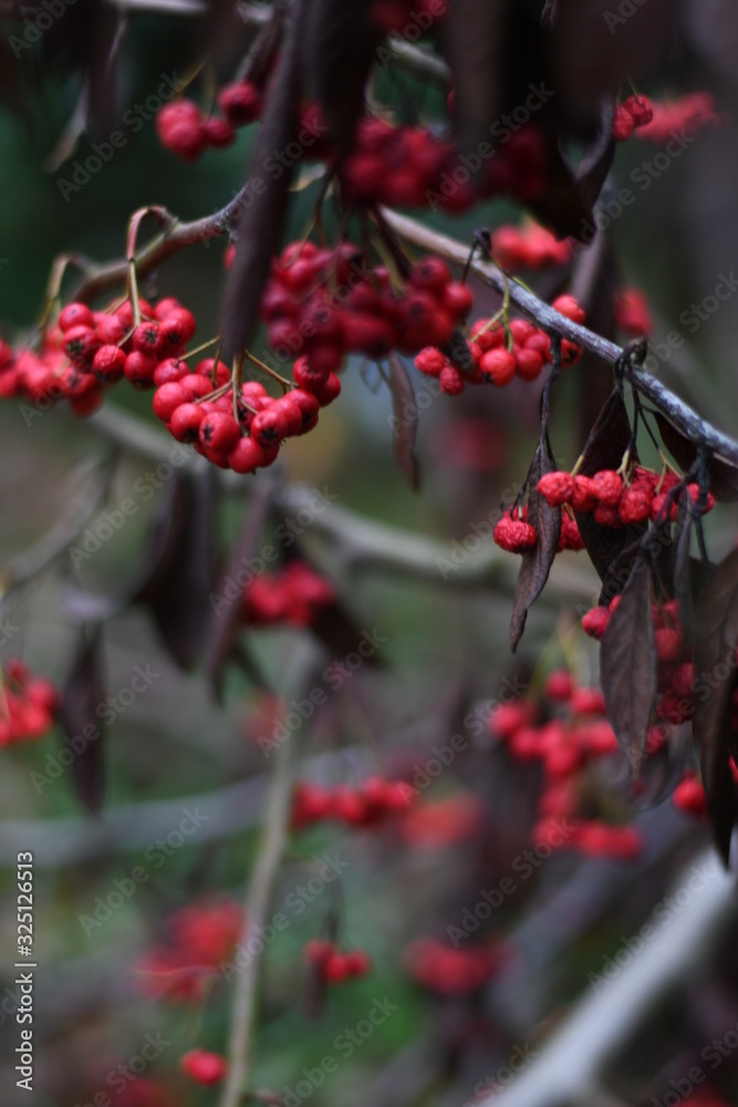 Berries Berries