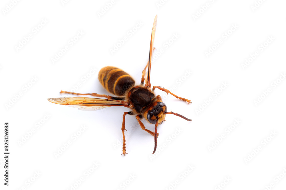 Hornet isolated on white (Vespa simillima) Hornet isolated on white (Vespa simillima)