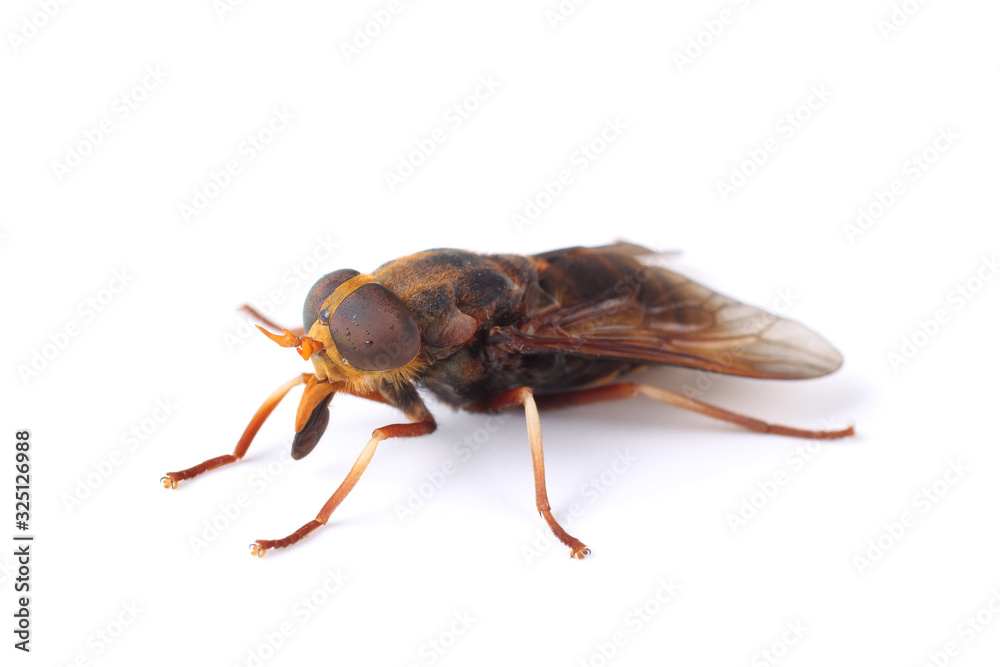 Horsefly isolated on white Horsefly isolated on white